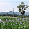 台開心農場鳶尾花-2017-04-01.jpg