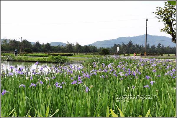 台開心農場鳶尾花-2017-04-04.jpg