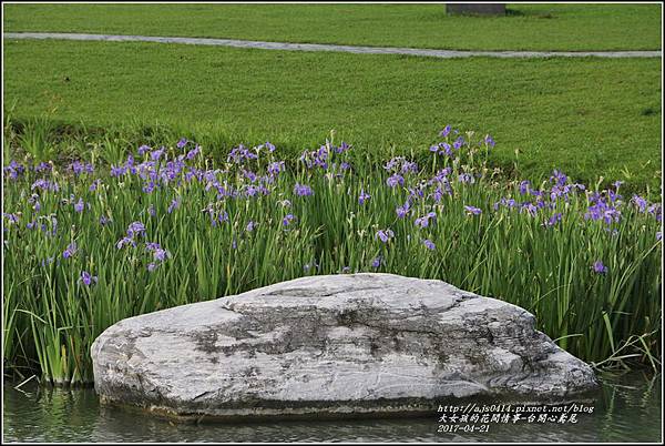 台開心農場鳶尾花-2017-04-10.jpg