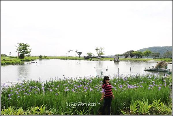 台開心農場鳶尾花-2017-04-14.jpg