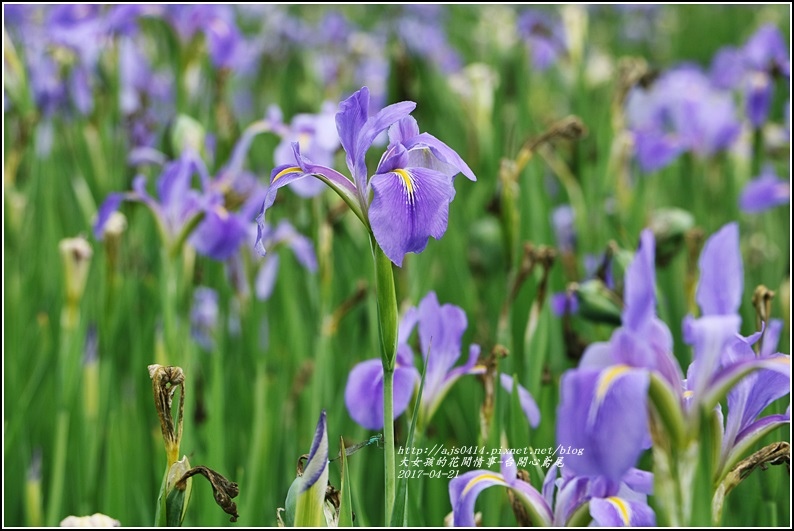 台開心農場鳶尾花-2017-04-19.jpg