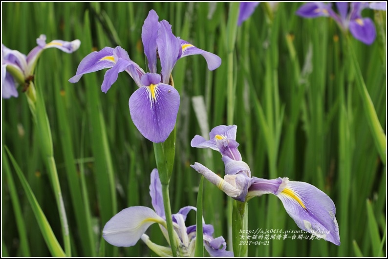 台開心農場鳶尾花-2017-04-20.jpg