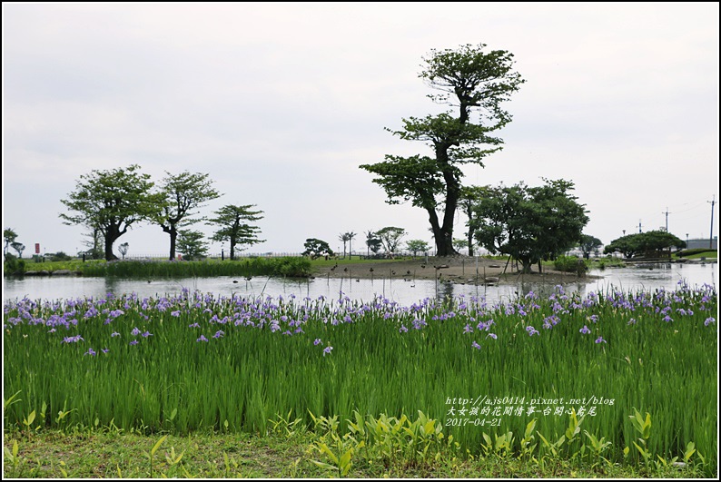 台開心農場鳶尾花-2017-04-21.jpg