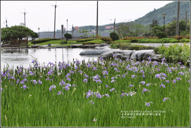 台開心農場鳶尾花-2017-04-23.jpg