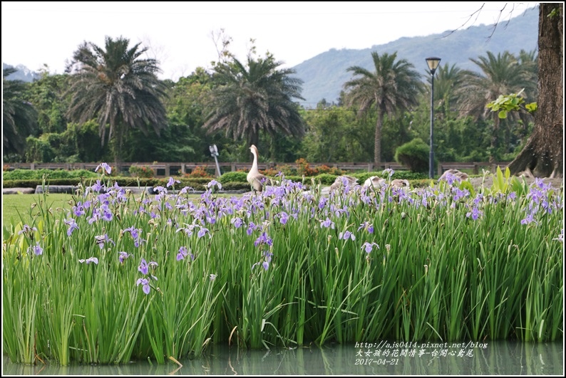 台開心農場鳶尾花-2017-04-24.jpg