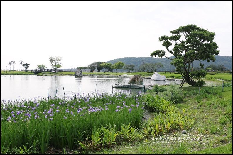 台開心農場鳶尾花-2017-04-28.jpg