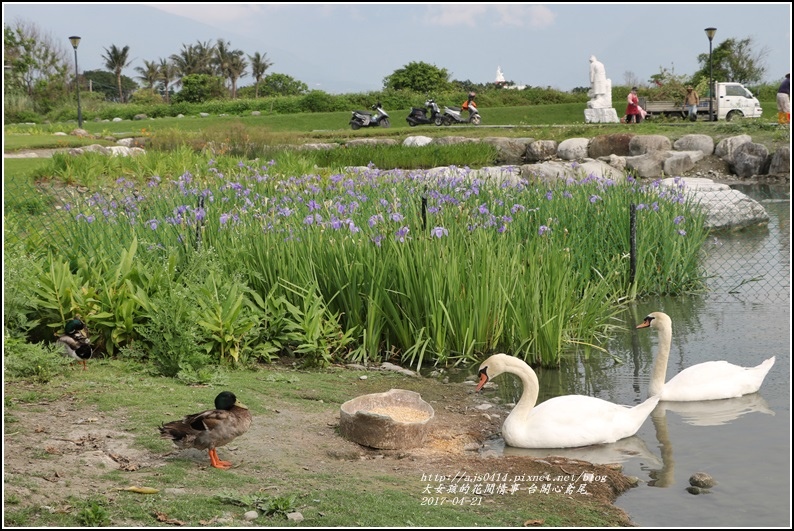 台開心農場鳶尾花-2017-04-29.jpg