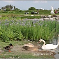 台開心農場鳶尾花-2017-04-29.jpg