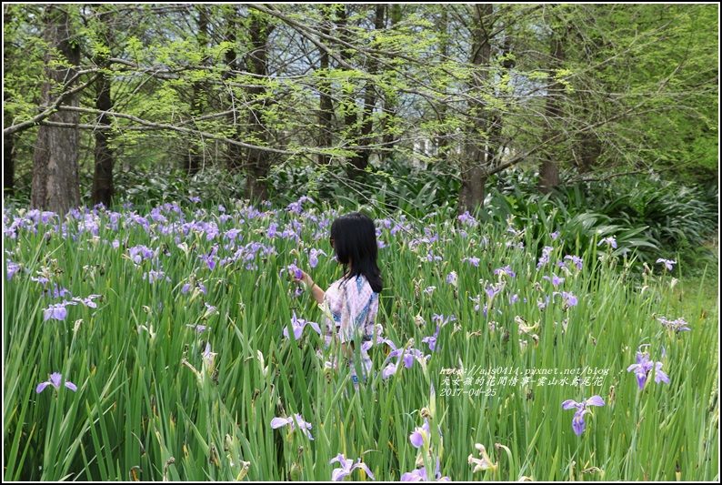 雲山水鳶尾花-2017-04-08.jpg