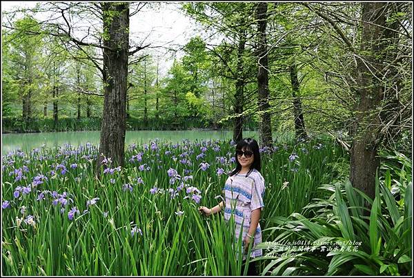 雲山水鳶尾花-2017-04-09.jpg