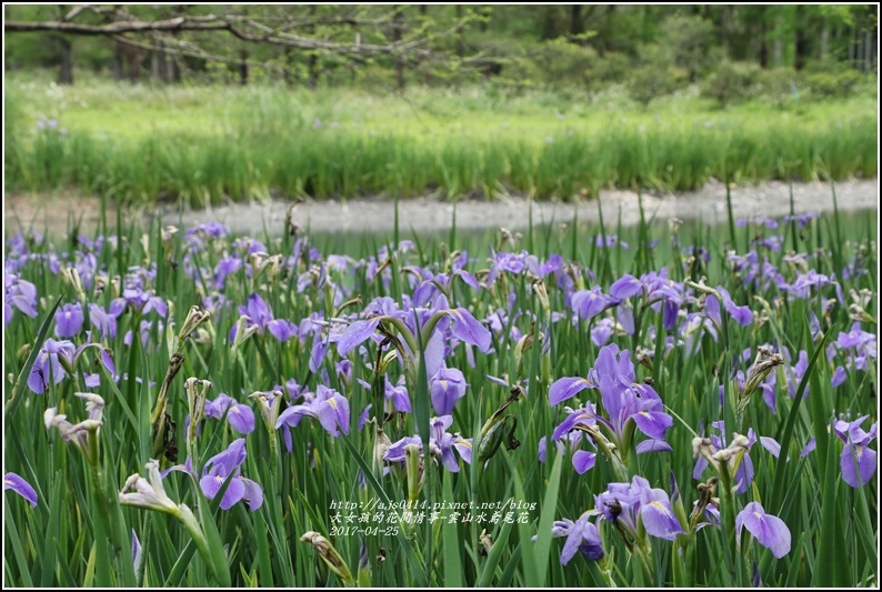 雲山水鳶尾花-2017-04-13.jpg