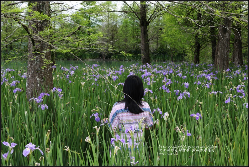 雲山水鳶尾花-2017-04-17.jpg 雲山水鳶尾花-2017-04-17.jpg