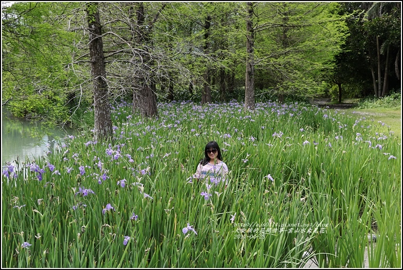 雲山水鳶尾花-2017-04-24.jpg