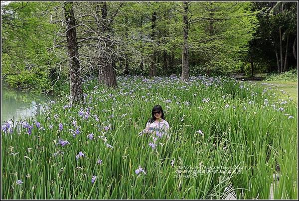 雲山水鳶尾花-2017-04-24.jpg