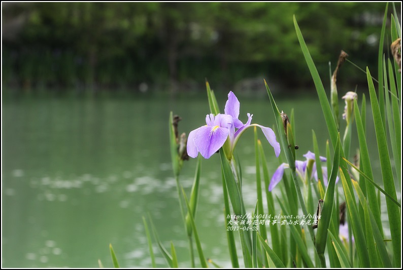 雲山水鳶尾花-2017-04-26.jpg