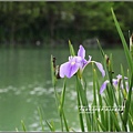 雲山水鳶尾花-2017-04-26.jpg