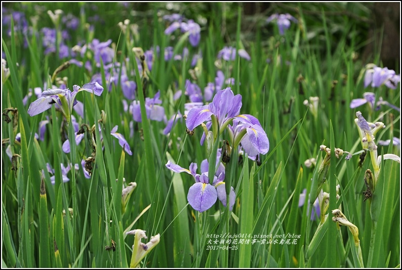 雲山水鳶尾花-2017-04-25.jpg