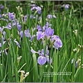 雲山水鳶尾花-2017-04-25.jpg