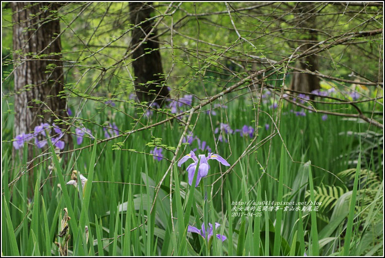 雲山水鳶尾花-2017-04-27.jpg