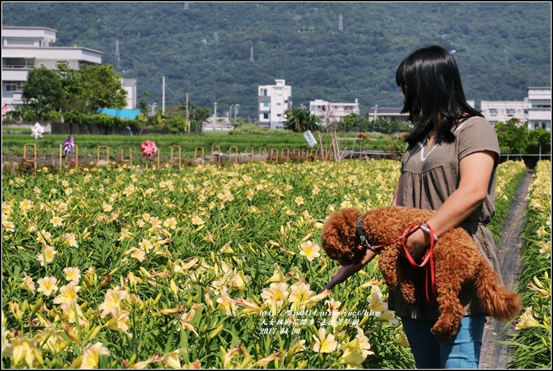 嘉德萱草園-2017-04-09.jpg