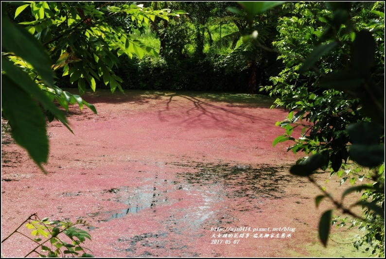 柳池生態園區-2017-05-01.jpg 柳池生態園區-2017-05-01.jpg