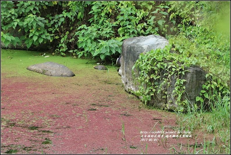 柳池生態園區-2017-05-21.jpg