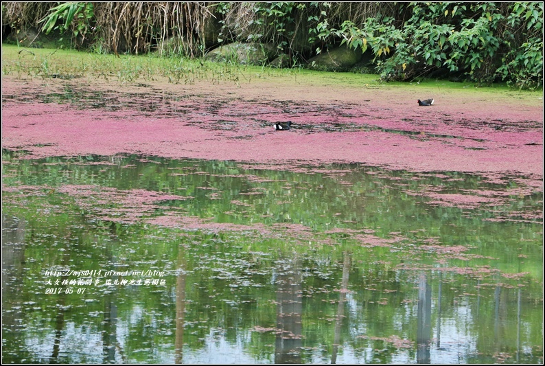 柳池生態園區-2017-05-22.jpg