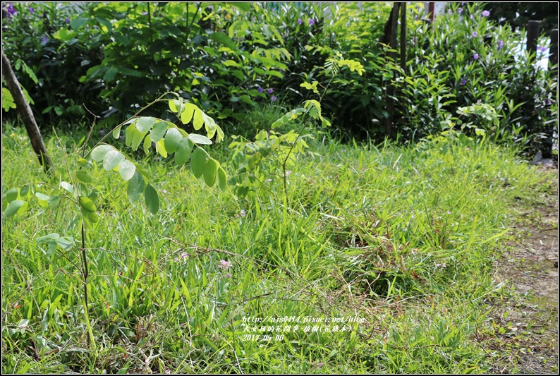 植樹(花旗木)-2017-05-25.jpg