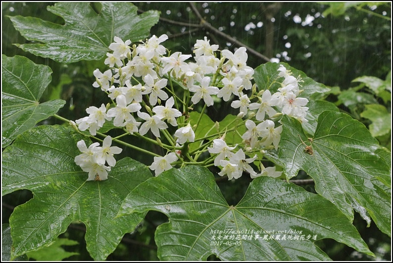 鳳林桐花步道-2017-05-06.jpg