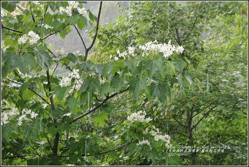 鳳林桐花步道-2017-05-08.jpg