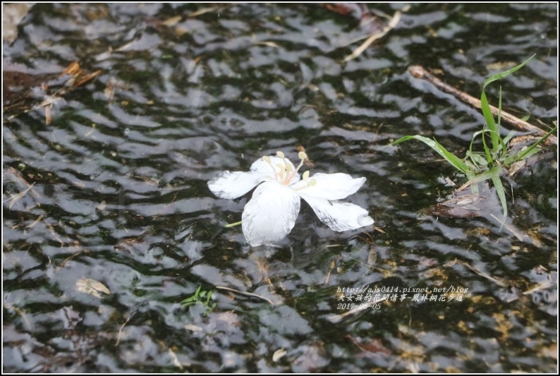 鳳林桐花步道-2017-05-12.jpg