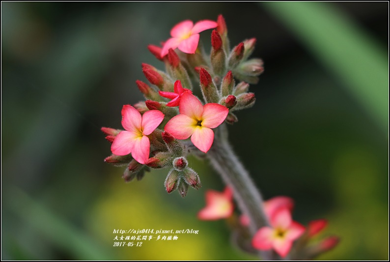 多肉植物小花-2017-05-02.jpg