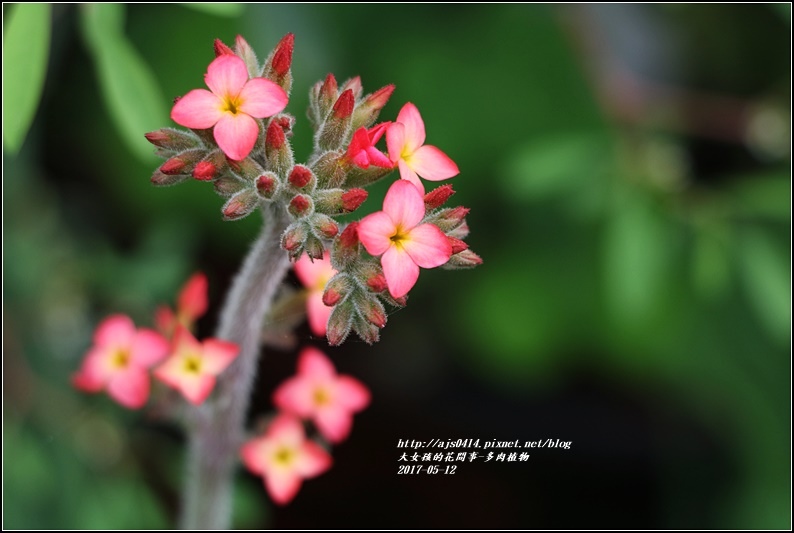 多肉植物小花-2017-05-01.jpg