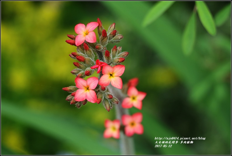 多肉植物小花-2017-05-03.jpg