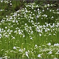 鐵炮百合花(秀姑巒溪泛舟中心)2017-05-02.jpg