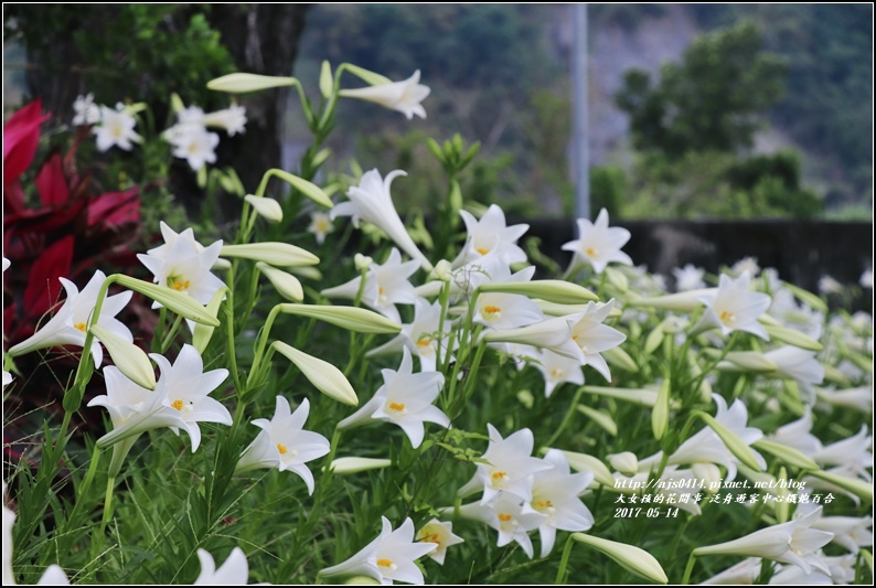 鐵炮百合花(秀姑巒溪泛舟中心)2017-05-07.jpg