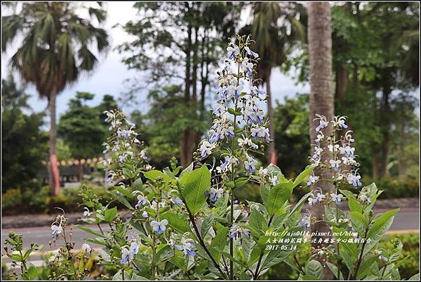 鐵炮百合花(秀姑巒溪泛舟中心)2017-05-13.jpg