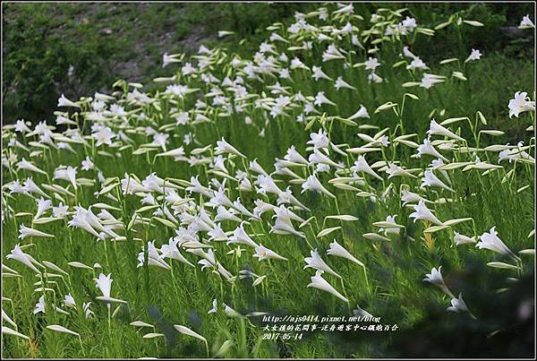 鐵炮百合花(秀姑巒溪泛舟中心)2017-05-14.jpg