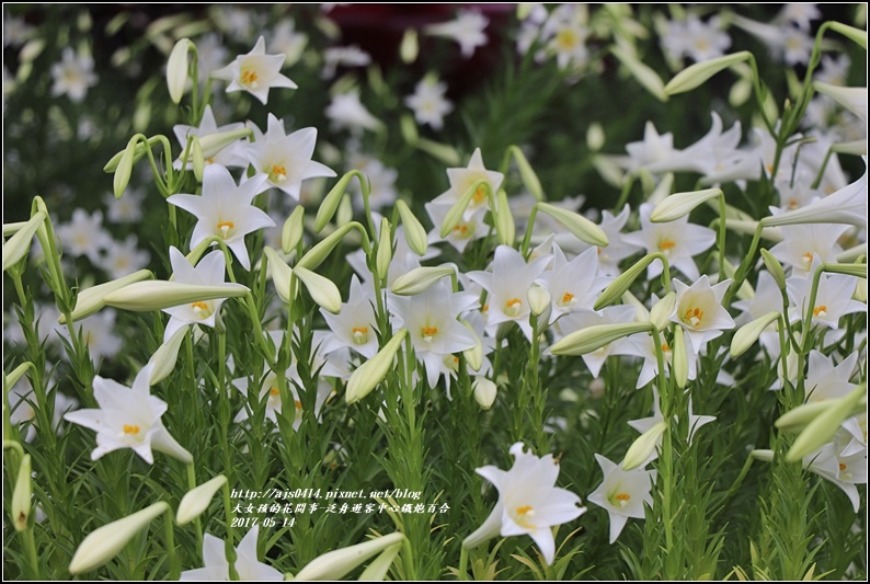 鐵炮百合花(秀姑巒溪泛舟中心)2017-05-15.jpg 鐵炮百合花(秀姑巒溪泛舟中心)2017-05-15.jpg