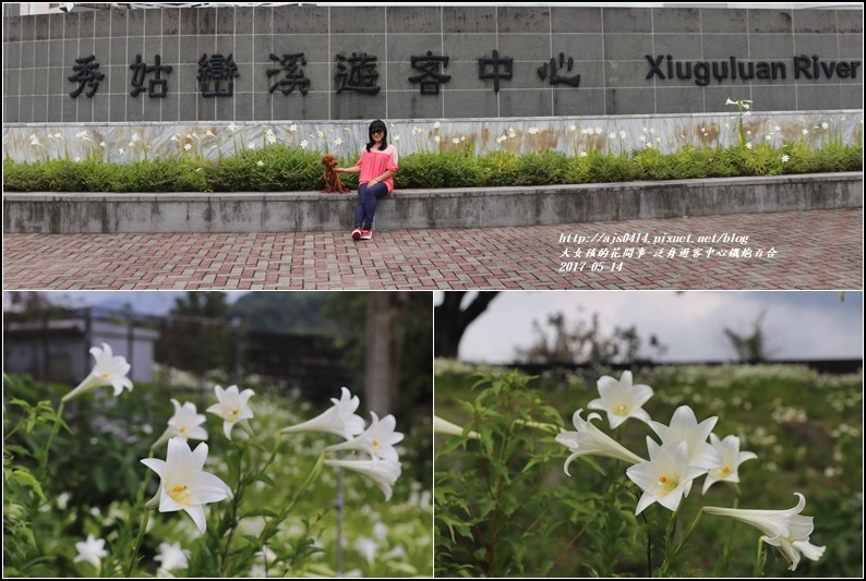 鐵炮百合花(秀姑巒溪泛舟中心)2017-05-22.jpg 鐵炮百合花(秀姑巒溪泛舟中心)2017-05-22.jpg