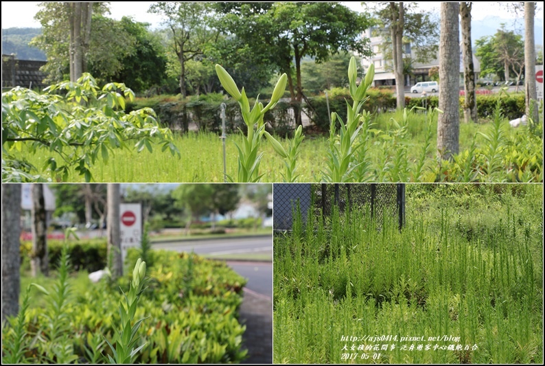 鐵炮百合花(秀姑巒溪泛舟中心)2017-05-26.jpg