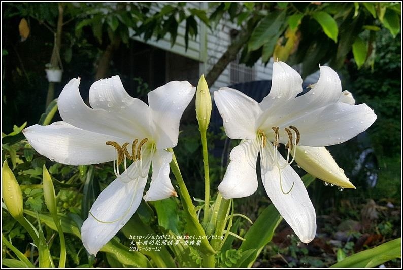 香殊蘭-2017-05-01.jpg 香殊蘭-2017-05-01.jpg