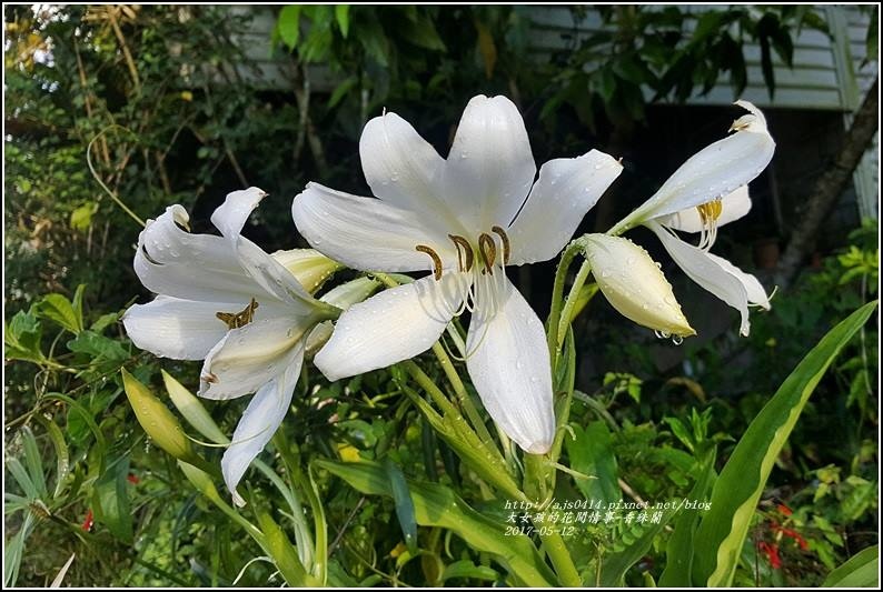 香殊蘭-2017-05-03.jpg 香殊蘭-2017-05-03.jpg