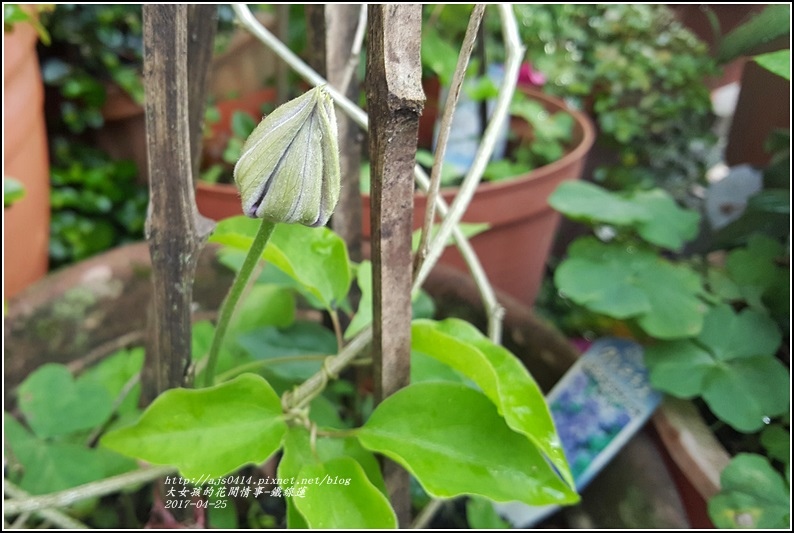 鐵線蓮-2017-04-01.jpg 鐵線蓮-2017-04-01.jpg