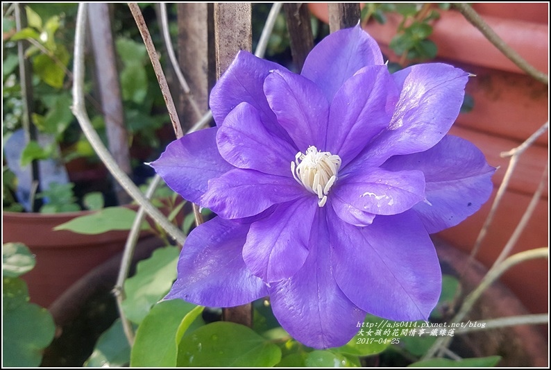 鐵線蓮-2017-04-02.jpg 鐵線蓮-2017-04-02.jpg