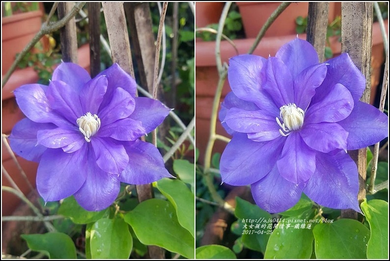 鐵線蓮-2017-04-03.jpg 鐵線蓮-2017-04-03.jpg