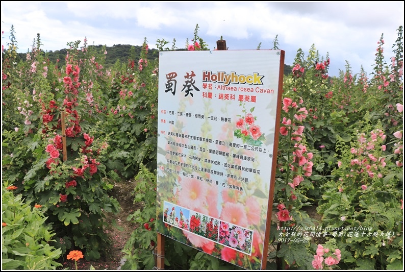 蜀葵(花蓮十六股大道)-2017-05-01.jpg 蜀葵(花蓮十六股大道)-2017-05-01.jpg