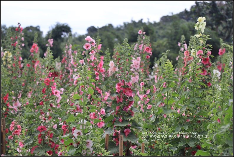 蜀葵(花蓮十六股大道)-2017-05-10.jpg