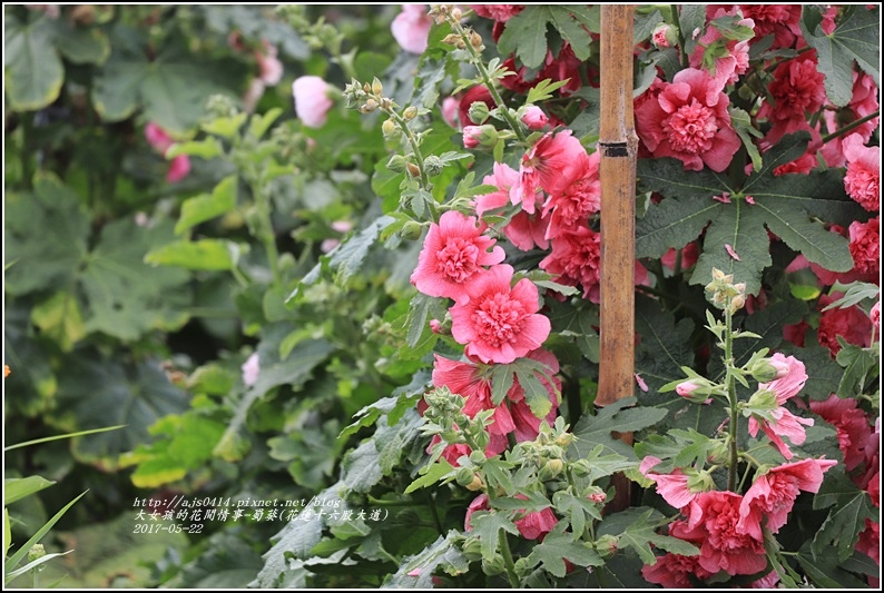 蜀葵(花蓮十六股大道)-2017-05-16.jpg