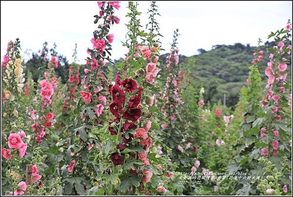 蜀葵(花蓮十六股大道)-2017-05-15.jpg